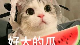 网红吃瓜姿势,揭秘网络红人的“瓜界”风采  第1张